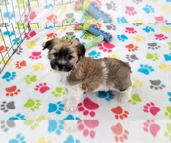 Medium Photo #8 Havashire Puppy For Sale in ORO VALLEY, AZ, USA