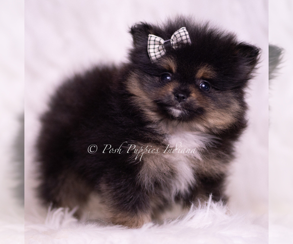 Medium Photo #1 Pomeranian Puppy For Sale in WARSAW, IN, USA