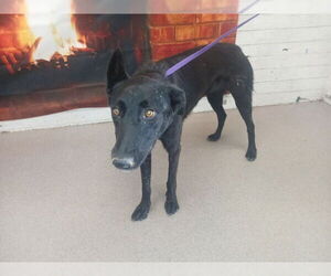 Mutt Dogs for adoption in San Bernardino, CA, USA