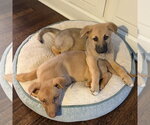 Small #2 Shepradors