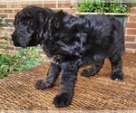 Small #6 Aussiedoodle