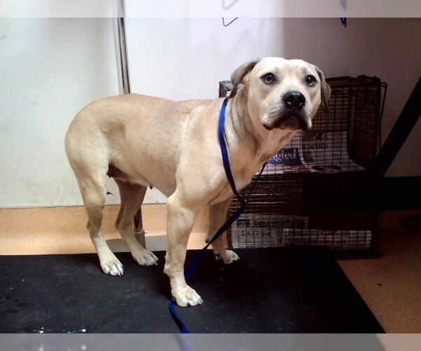 Medium Photo #1 Mutt Puppy For Sale in Martinez, CA, USA