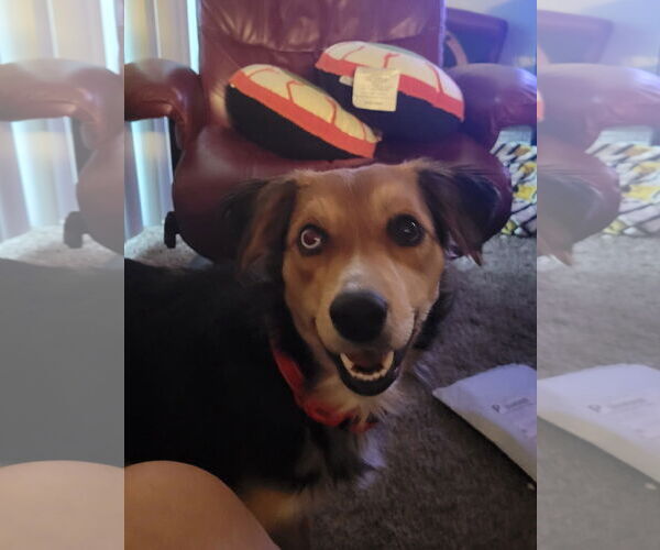 Medium Photo #3 Beagle-Unknown Mix Puppy For Sale in Tampa, FL, USA