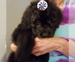 Small Photo #2 Bouvier Des Flandres-Poodle (Standard) Mix Puppy For Sale in LAKELAND, FL, USA