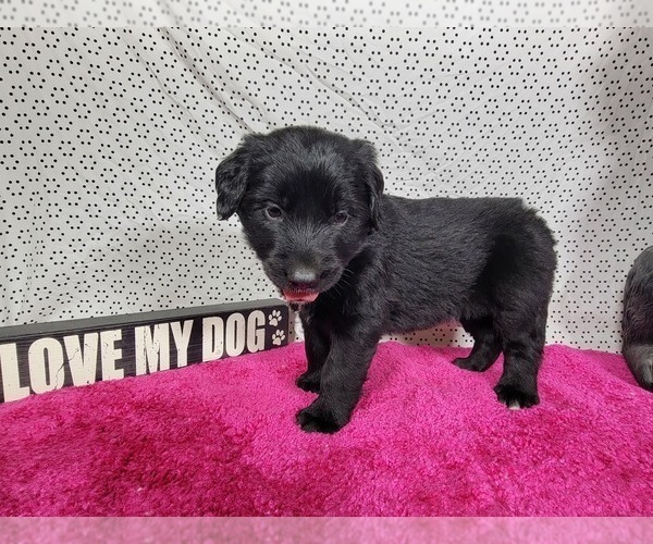 Medium Photo #7 Golden Mountain Dog Puppy For Sale in BLACK FOREST, CO, USA