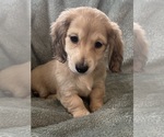 Small #13 Dachshund