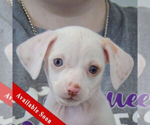 Chiweenie Dogs for adoption in Huntley, IL, USA