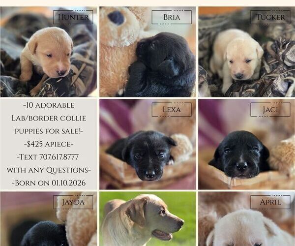 Medium Photo #26 Borador Puppy For Sale in FORTUNA, CA, USA