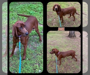 Mother of the Redbone Coonhound puppies born on 04/13/2022