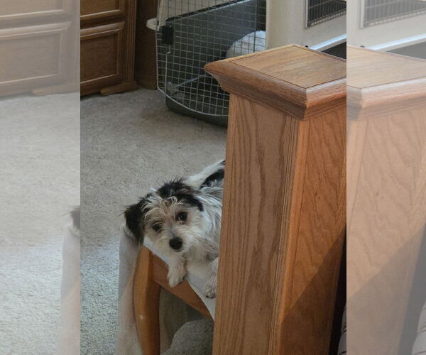 Medium Photo #9 Maltese-Unknown Mix Puppy For Sale in Westminster, MD, USA