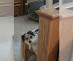 Small #8 Maltese Mix