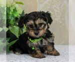Small Photo #2 Yo-Chon Puppy For Sale in GORDONVILLE, PA, USA