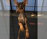 Small Photo #3 Miniature Pinscher Puppy For Sale in CHANDLER, AZ, USA