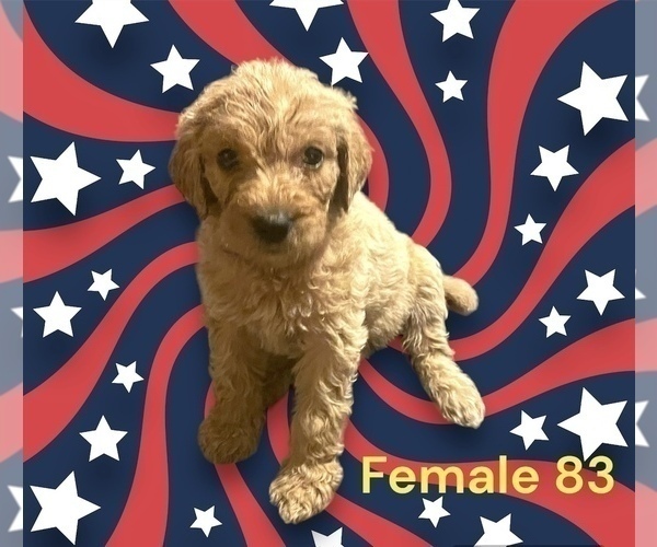 Medium Photo #3 Goldendoodle Puppy For Sale in SHAWANO, WI, USA