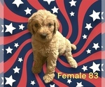 Small Photo #3 Goldendoodle Puppy For Sale in SHAWANO, WI, USA