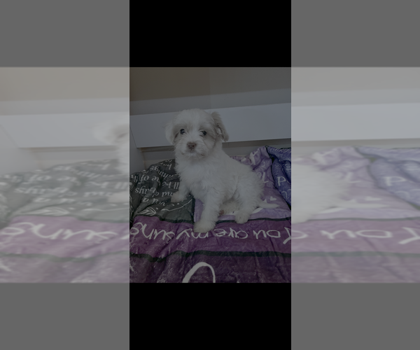 Medium Photo #1 Shih-Poo Puppy For Sale in FAIRPORT, NY, USA