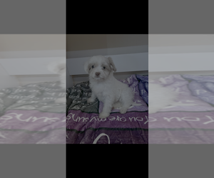 Shih-Poo Puppy for sale in FAIRPORT, NY, USA