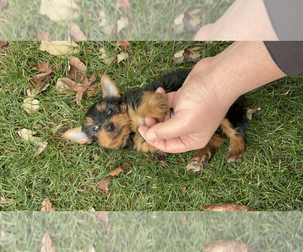 Medium Photo #7 Yorkshire Terrier Puppy For Sale in NAPPANEE, IN, USA