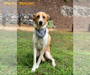 Great Pyrenees-Unknown Mix Dogs for adoption in Ball Ground, GA, USA