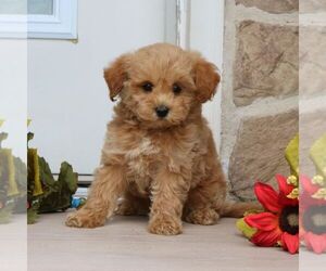 Goldendoodle (Miniature) Puppy for sale in GORDONVILLE, PA, USA