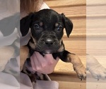 Small Photo #22 American Pit Bull Terrier-Black Mouth Cur Mix Puppy For Sale in QUAKER HILL, CT, USA