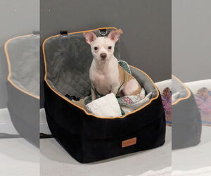 Chihuahua-Unknown Mix Dogs for adoption in Sanford, FL, USA