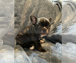 Small Photo #7 French Bulldog Puppy For Sale in SANIBEL, FL, USA