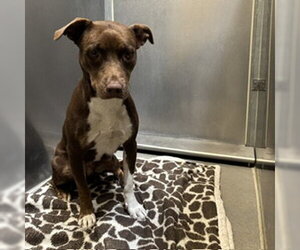 Mutt Dogs for adoption in Modesto, CA, USA
