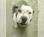 Small American Pit Bull Terrier