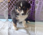 Small Photo #30 Australian Shepherd Puppy For Sale in SAINT AUGUSTINE, FL, USA