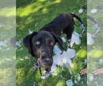 Small Photo #2 Great Dane-Labrador Retriever Mix Puppy For Sale in Lakewood, CO, USA