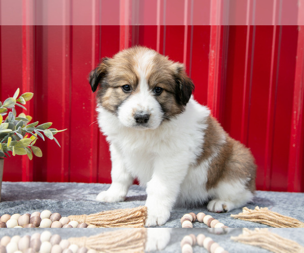 Medium Photo #2 Australian Shepherd Puppy For Sale in GREENFIELD, OH, USA