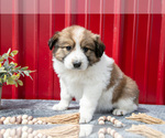 Small #1 Australian Shepherd