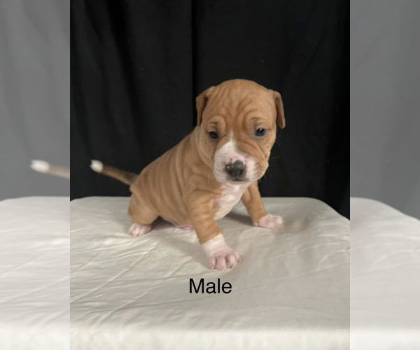Medium Photo #3 American Pit Bull Terrier-American Staffordshire Terrier Mix Puppy For Sale in Brewster, NY, USA