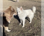 Small Photo #8 Siberian Husky Puppy For Sale in KANSAS CITY, MO, USA