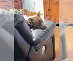 Small #6 Bullboxer Pit