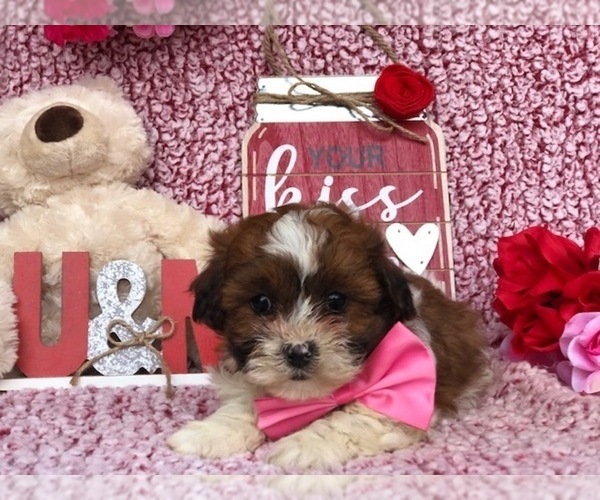 Medium Photo #3 Zuchon Puppy For Sale in CLAY, PA, USA
