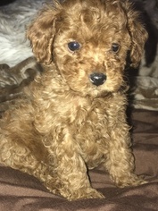Poodle (Miniature) Puppy for sale in SMYRNA, GA, USA