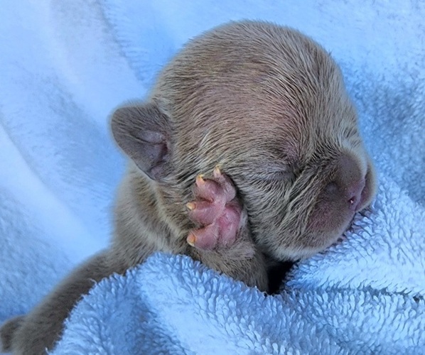 Medium Photo #1 French Bulldog Puppy For Sale in LAS VEGAS, NV, USA