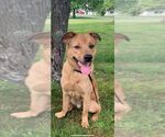 Small #1 Golden Shepherd