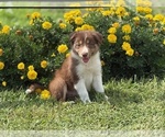 Small #1 Border Collie-Bordoodle Mix