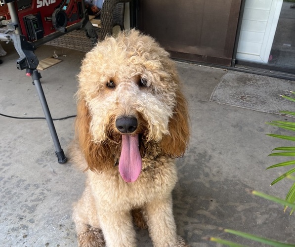 Medium Photo #1 Goldendoodle Puppy For Sale in FRESNO, CA, USA