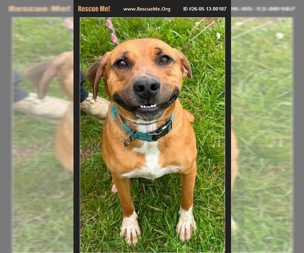 Medium Photo #1 Black Mouth Cur-Labrador Retriever Mix Puppy For Sale in Benton, PA, USA