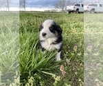 Small Photo #30 Australian Shepherd Puppy For Sale in EXETER, MO, USA