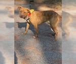 Small #2 Mutt