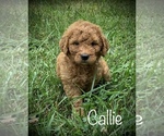 Small Photo #2 Goldendoodle (Miniature) Puppy For Sale in BURKESVILLE, KY, USA