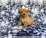 Small #3 Cockapoo (Miniature)