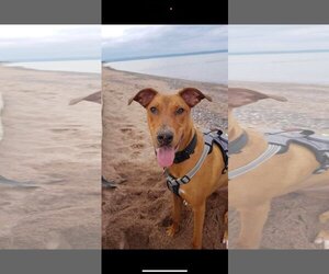 Doberman Pinscher-Unknown Mix Dogs for adoption in Duluth, MN, USA