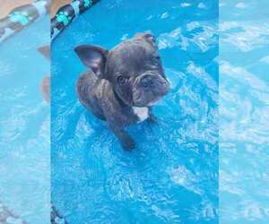 French Bulldog Puppy for sale in LEESBURG, FL, USA