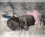 Small Photo #37 French Bulldog Puppy For Sale in MIMS, FL, USA